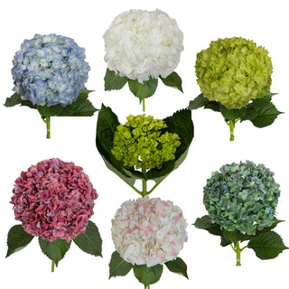Assorted Hydrangeas