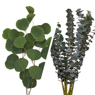 Assorted Eucalyptus Baby Blue & Silver Dollar Combo Green flowers - fresh-cut flowers by Bloomingmore - ideal for weddings and floral events
