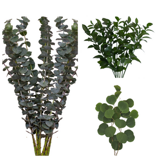 Assorted Greens Baby Blue, Ruscus, Silver Dollar Combo Green flowers - fresh-cut flowers by Bloomingmore - ideal for weddings and floral events