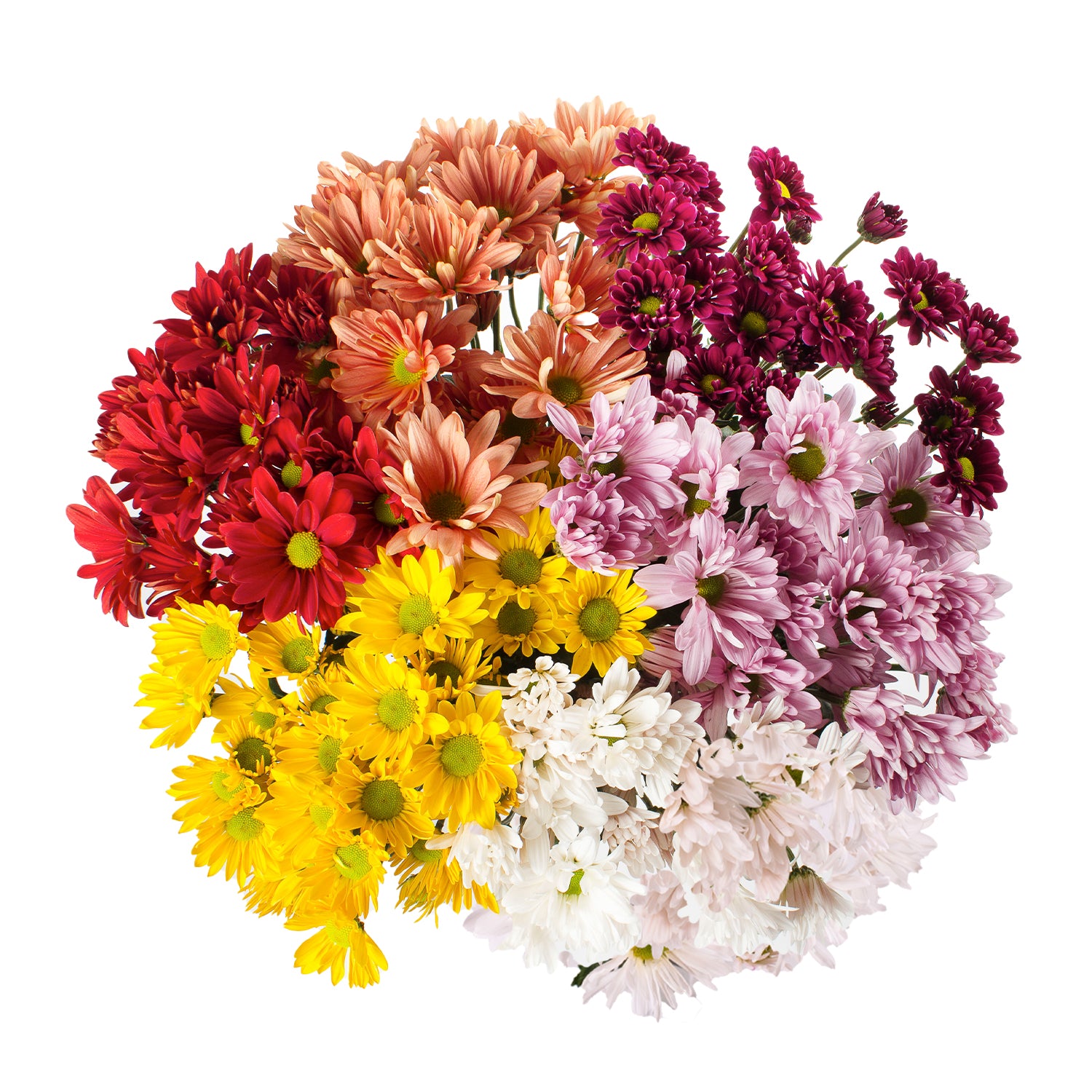 Assorted Natural Colors Pompom Daisies, image size:1500x1500