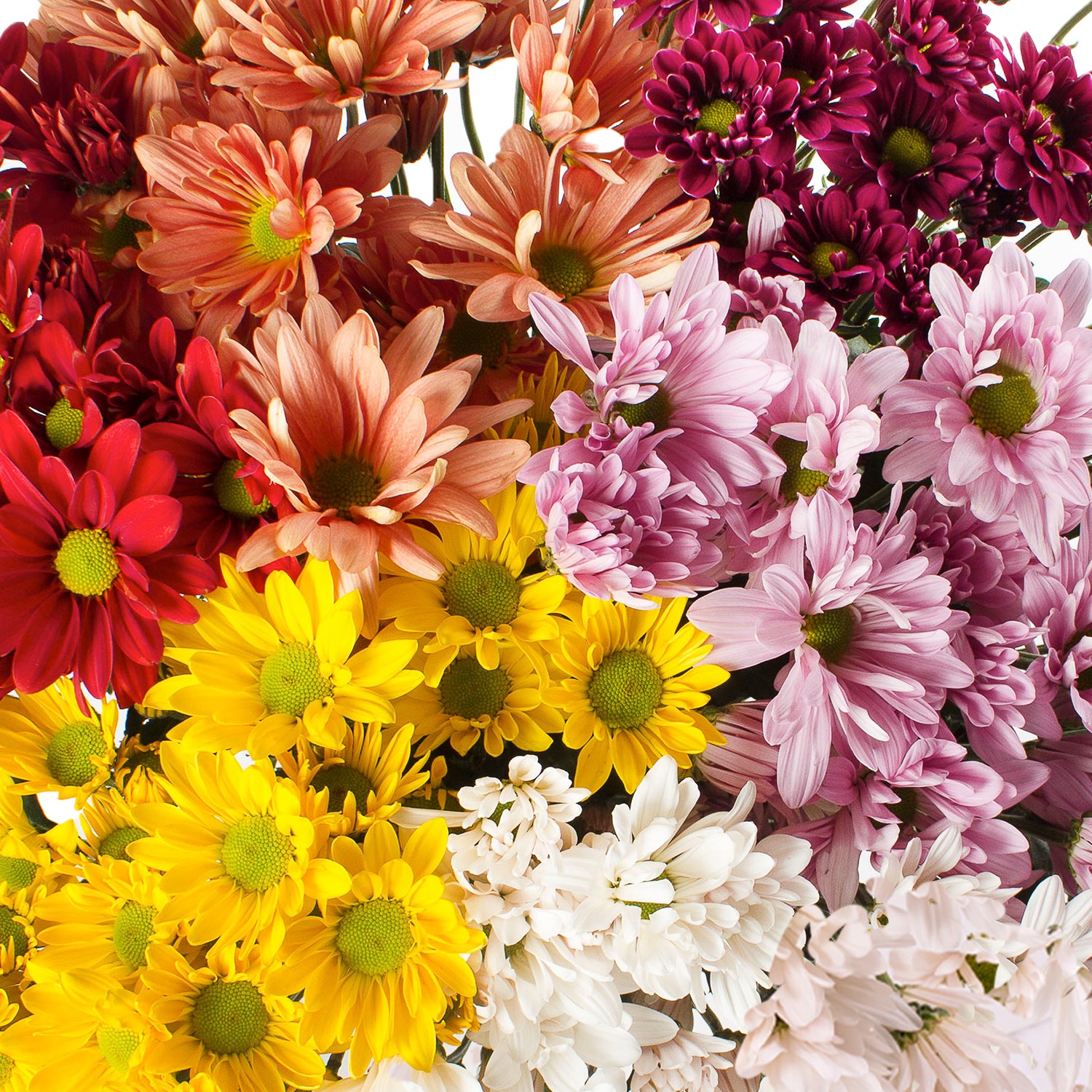 Assorted Natural Colors Pompom Daisies, image size:1500x1500