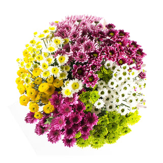 Assorted Novelty Pompom Green flowers - fresh-cut flowers by Bloomingmore - ideal for weddings and floral events