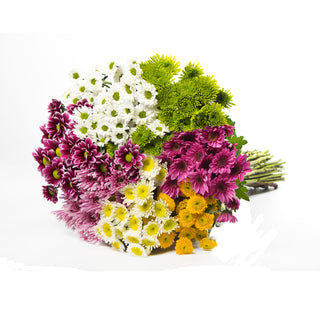 Assorted Novelty Pompom Green flowers - fresh-cut flowers by Bloomingmore - ideal for weddings and floral events