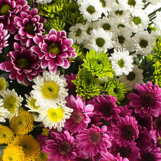 Assorted Novelty Pompom Green flowers - fresh-cut flowers by Bloomingmore - ideal for weddings and floral events