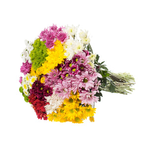 Assorted Pompom CDN - Pack 60 Green flowers - fresh-cut flowers by Bloomingmore - ideal for weddings and floral events