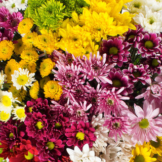 Assorted Pompom CDN - Pack 60 Green flowers - fresh-cut flowers by Bloomingmore - ideal for weddings and floral events