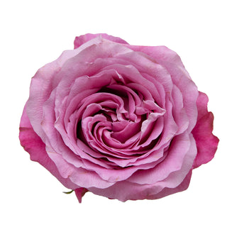 All for Love Garden Rose - 75 Stems