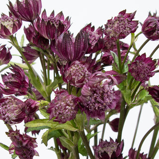 Astrantia Burgundy