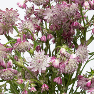 Astrantia Pink