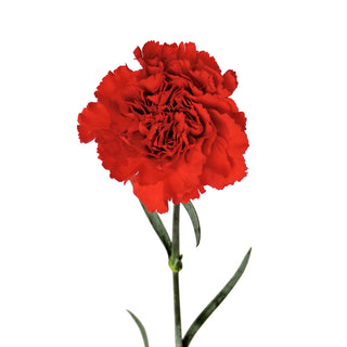 Red Carnations