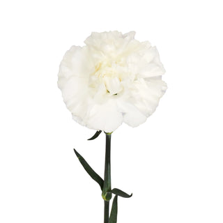 White Carnations