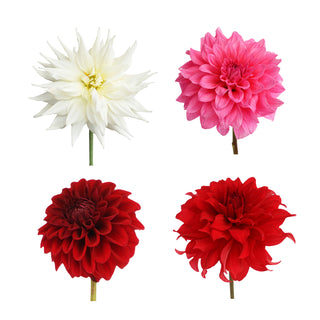 Dahlia Grower's Choice Assortment - 20 Stems