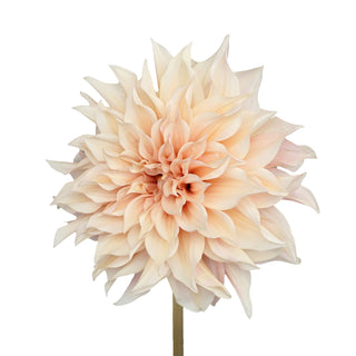 Dahlia Cafe Au Lait - 20 Stems