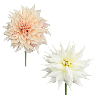 Dahlia Cafe Au & White Quartz - 20 Stems