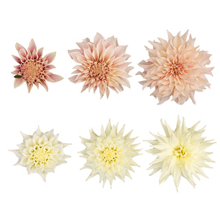 Dahlia Cafe Au & White Quartz - 20 Stems