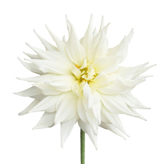 Dahlia White Quartz - 20 Stems