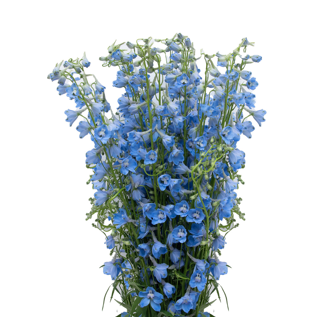 Delphinium Sky Waltz – Bloomingmore