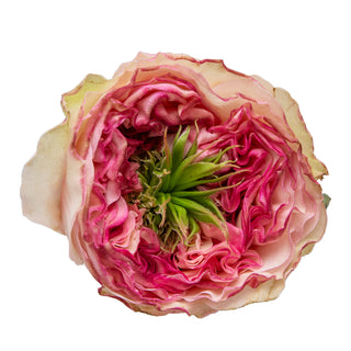 Charming Corneille Garden Rose - 75 Stems