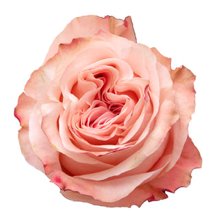 Country Home Garden Rose - 75 Stems