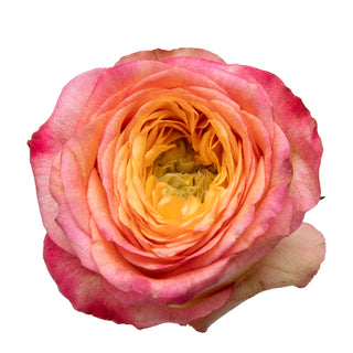 Houdini Garden Rose - 75 Stems