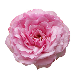 Hot Pink Mayra Garden Rose - 75 Stems