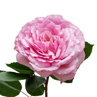 Hot Pink Mayra Garden Rose - 75 Stems