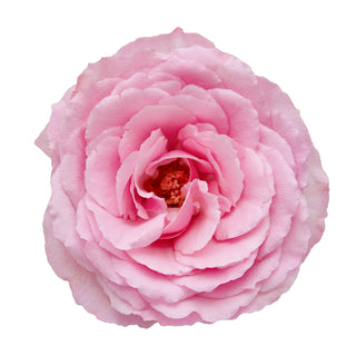 Mayra Pink Garden Rose - 75 Stems