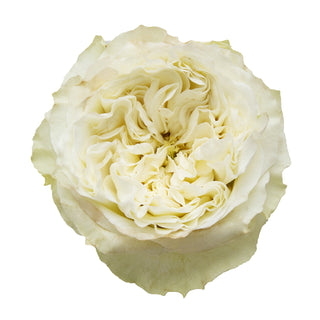 Mayra White Garden Rose - 75 Stems