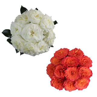 White & Orange Garden Rose - 36 Stems