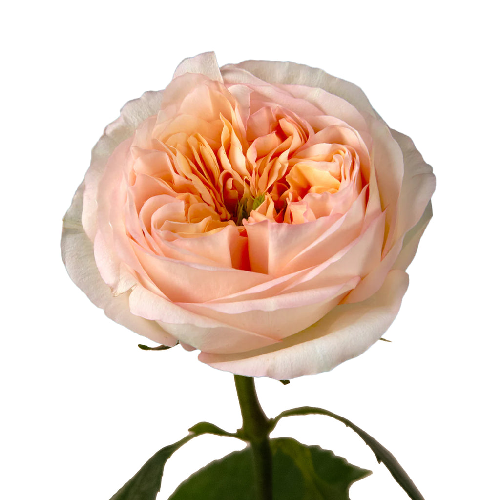 Cream Xpression Rose Garden - 36 stems – Bloomingmore