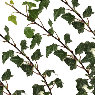 Variegated Ivy