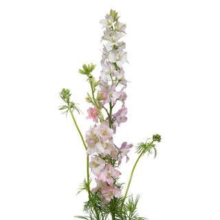 Larkspur pink - 120 Stems