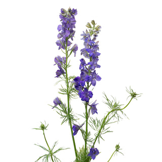 Larkspur purple - 120 Stems