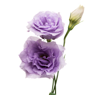 Purple Lisianthus