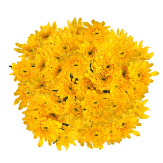Yellow Natural Pompom Cushion