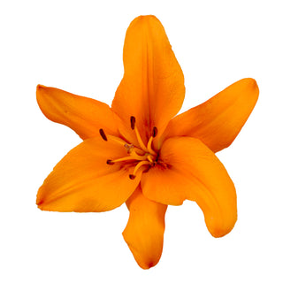 Orange LA Hybrid Lilies