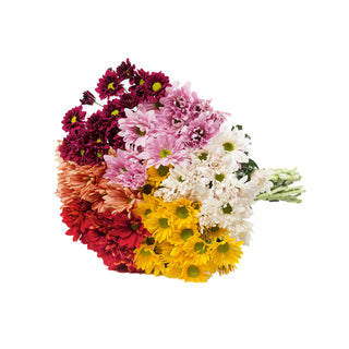Assorted Natural Colors Pompom Daisies