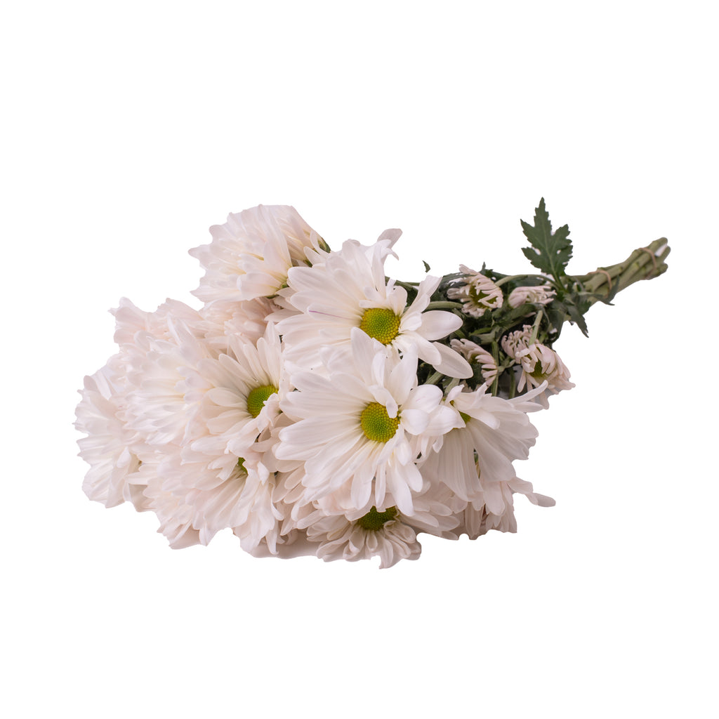 White Pompom Daisies – Bloomingmore