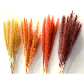 Pennisetum Fall Colors