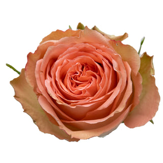 Princess Crown Garden Rose - 75 Stems