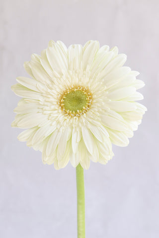 White Gerberas