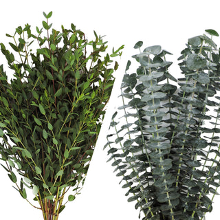 Baby Blue Eucalyptus & Parvifolia Combo Green flowers - fresh-cut flowers by Bloomingmore - ideal for weddings and floral events