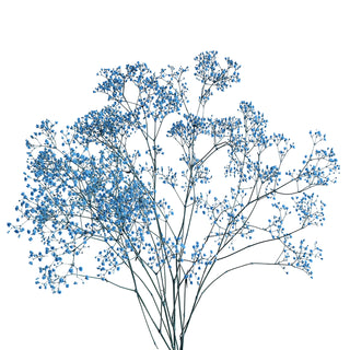 Baby's Breath Tinted Blue Green flowers - fresh-cut flowers by Bloomingmore - ideal for weddings and floral events