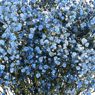 Baby's Breath Tinted Blue Green flowers - fresh-cut flowers by Bloomingmore - ideal for weddings and floral events
