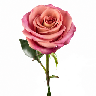 Barista Rose Variety by Bloomingmore