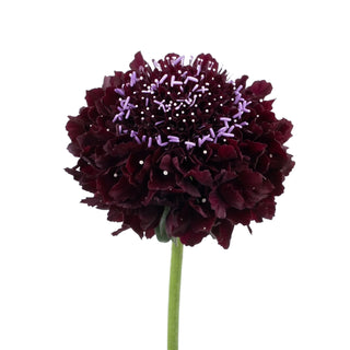 Black Berry Scoop Scabiosa