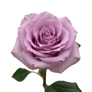 Blue Dream Rose Variety