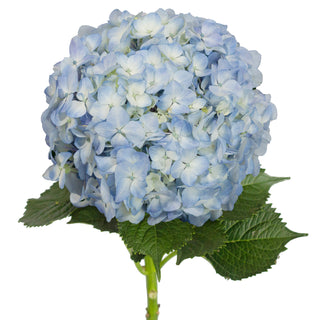 Blue Natural Hydrangeas
