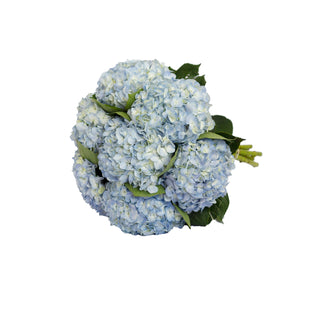 Blue Natural Hydrangeas