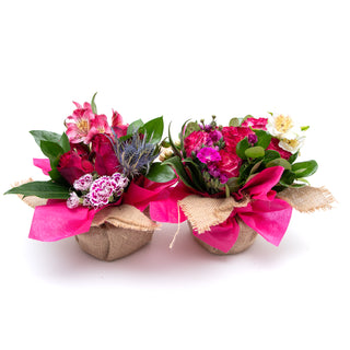 Bouqueto Hot Pink - pack 12 Pink flowers - fresh-cut flowers by Bloomingmore - perfect for gifting or decoration
